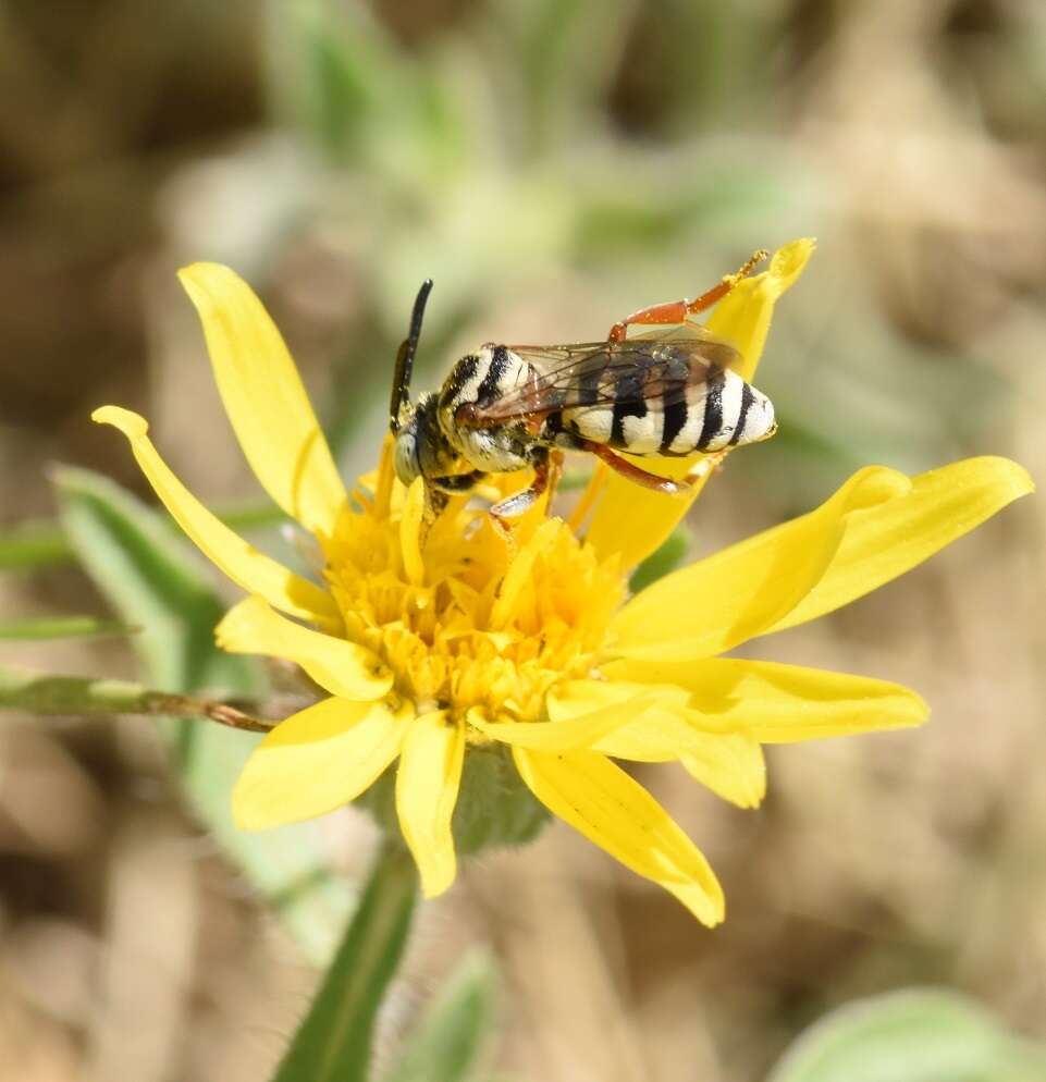 Triepeolus balteatus Cockerell 1921 resmi