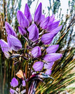 Image of Gentianella rapunculoides (Willd. ex Schultes) J. S. Pringle