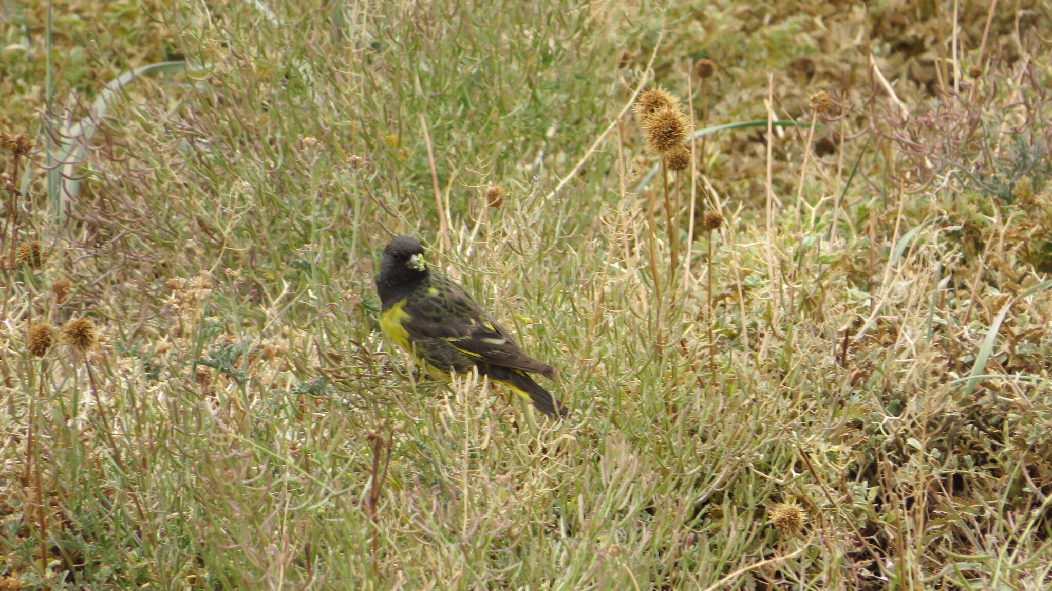 Image of Yellow-rumped Siskin