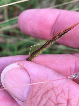 Image of Dichanthium fecundum S. T. Blake