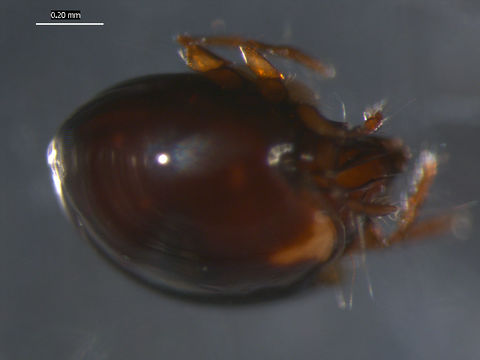 Image of <i>Euzetes globulus</i> (Nicolet 1855)