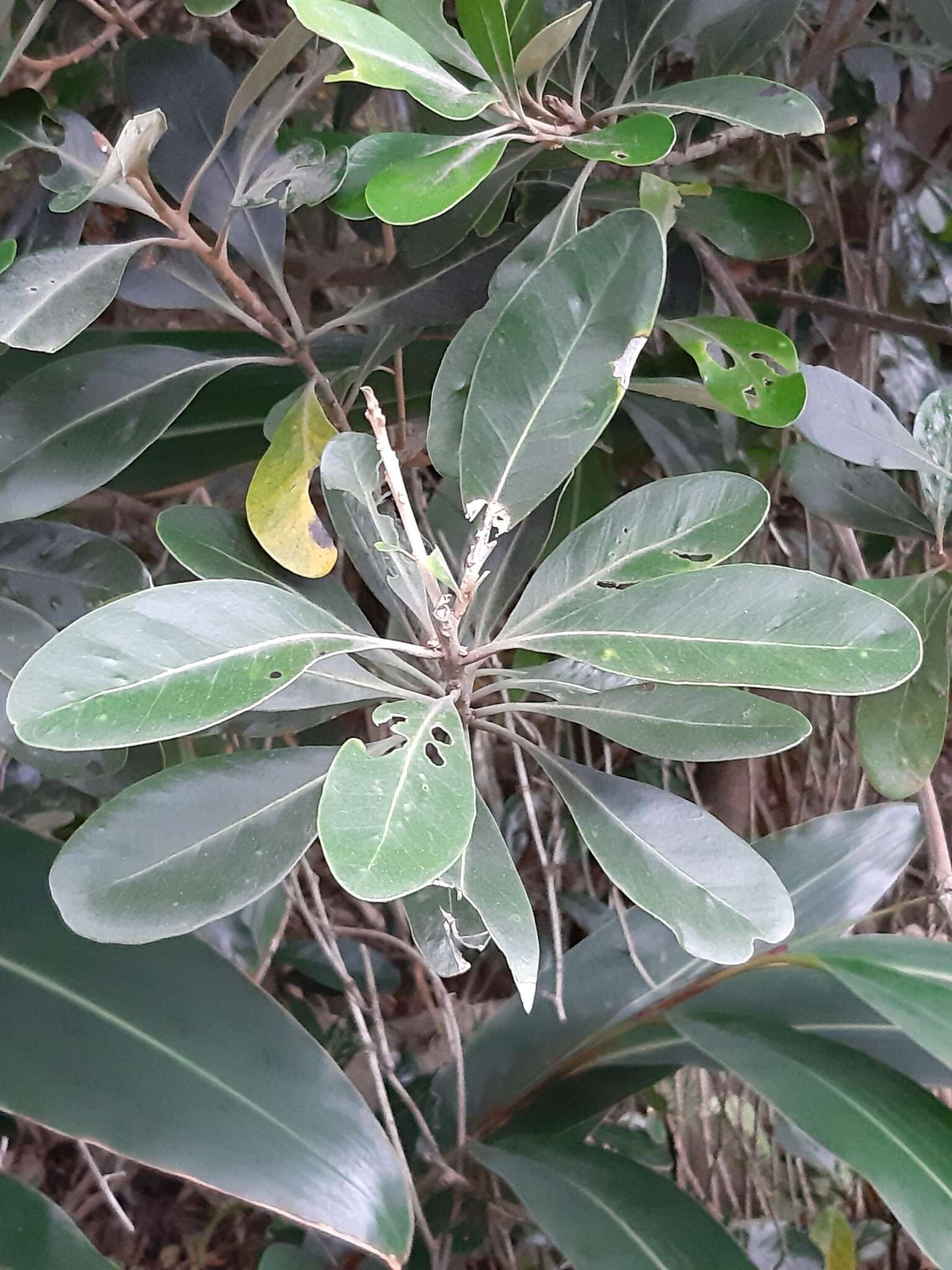 Image of yellow-boxwood