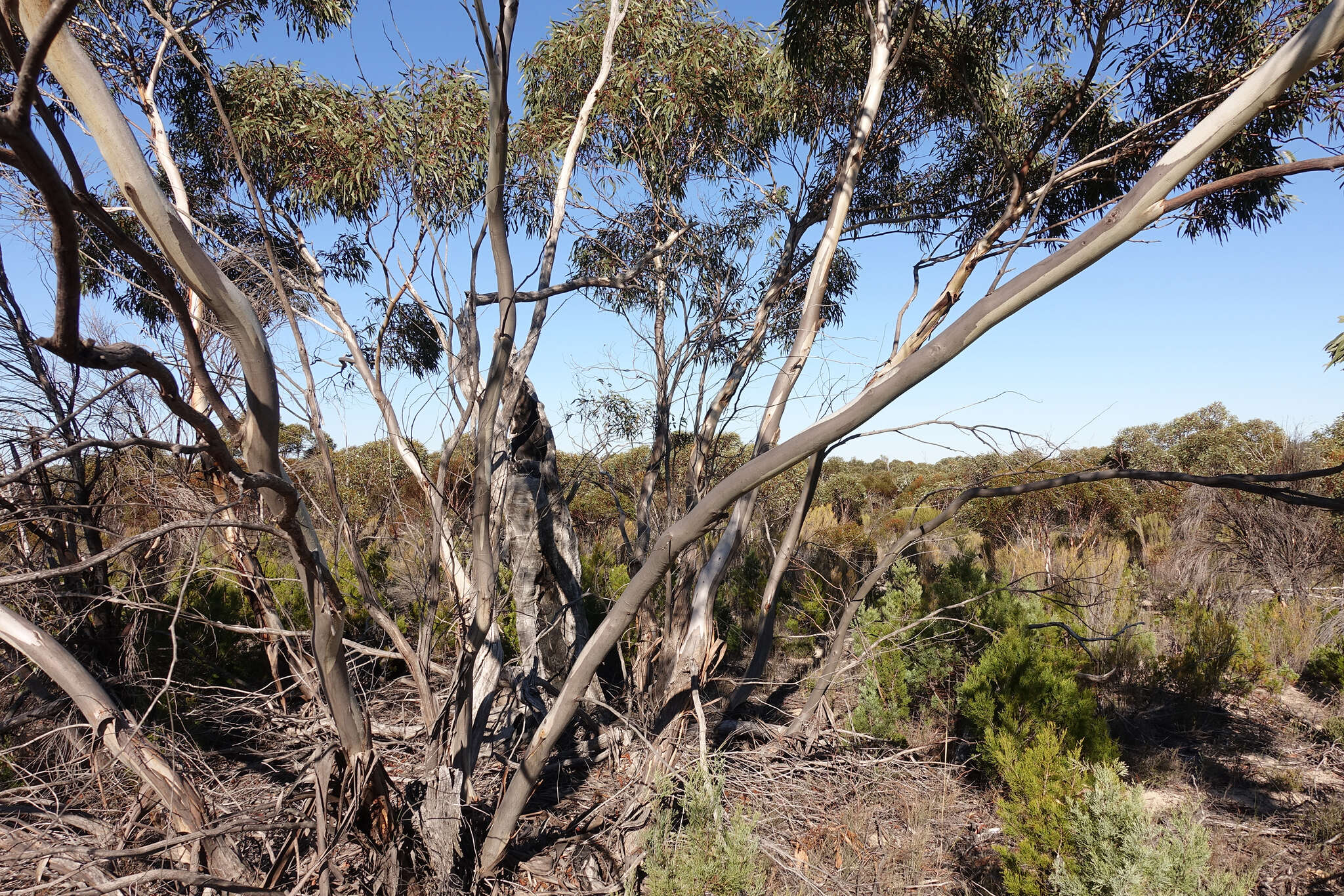 Image of Eucalyptus leucoxylon subsp. stephaniae K. Rule