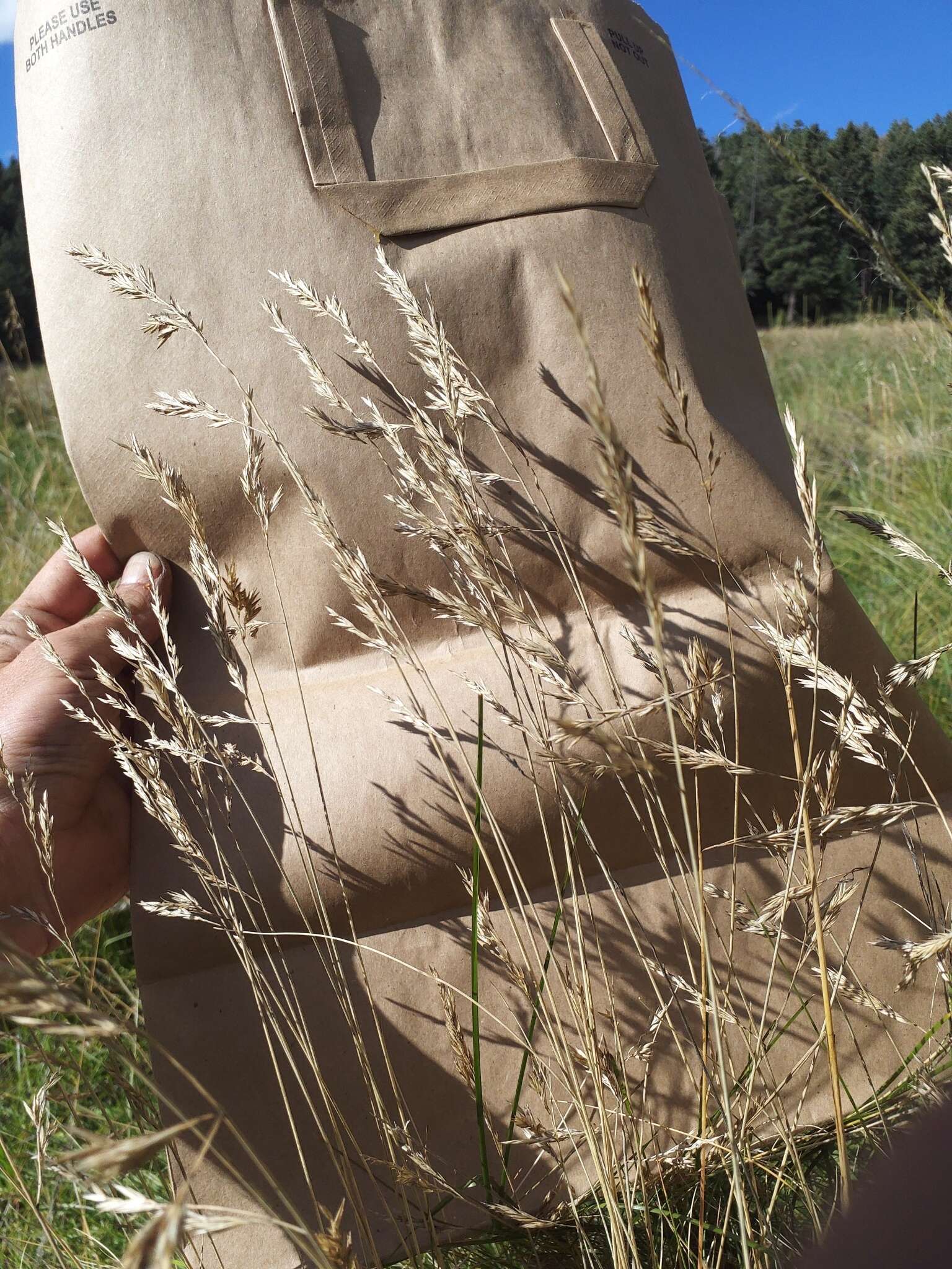 Festuca arizonica Vasey resmi