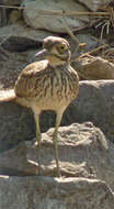 Image of Senegal Thick-knee