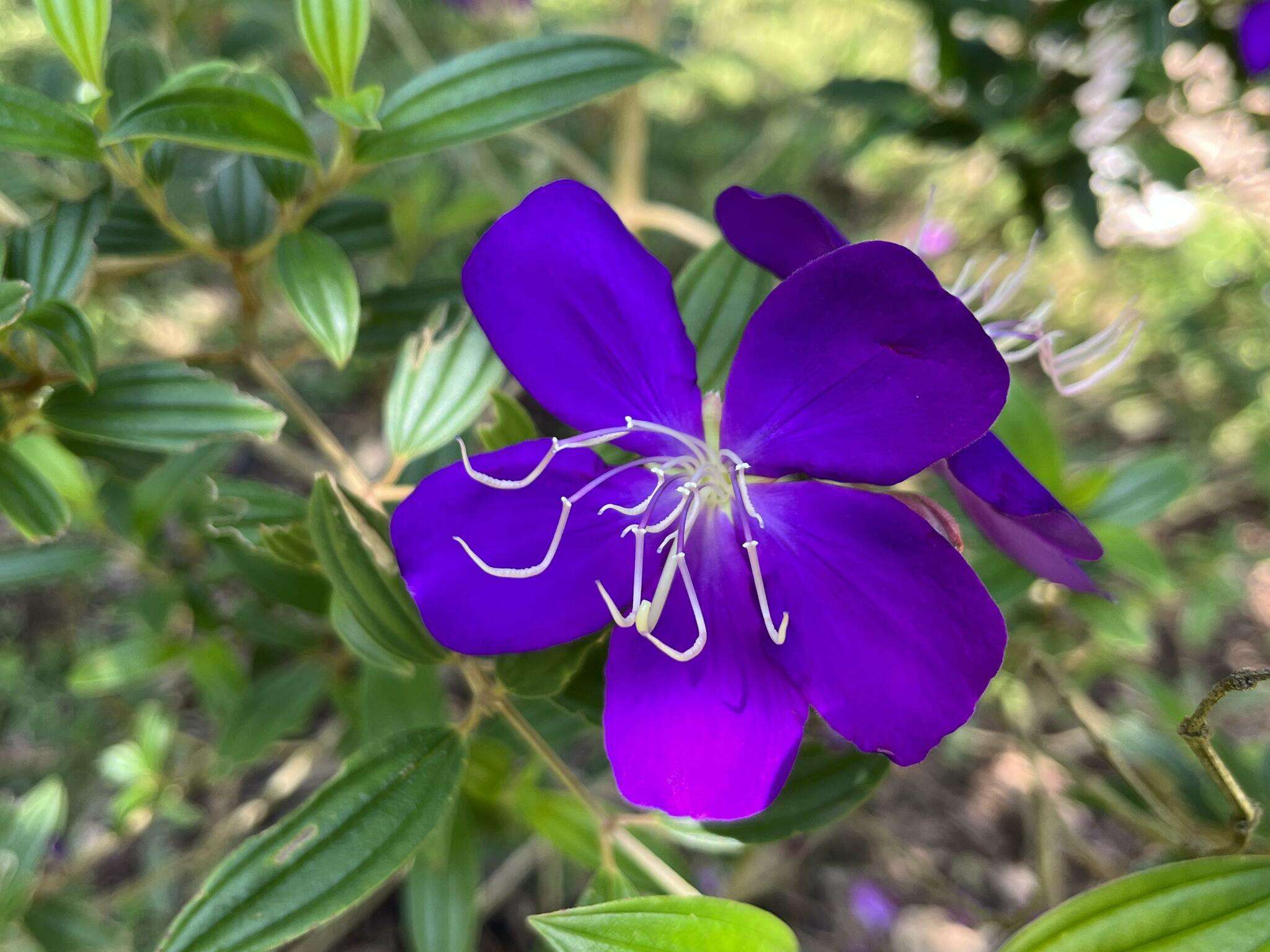 巴西蒂牡花的圖片