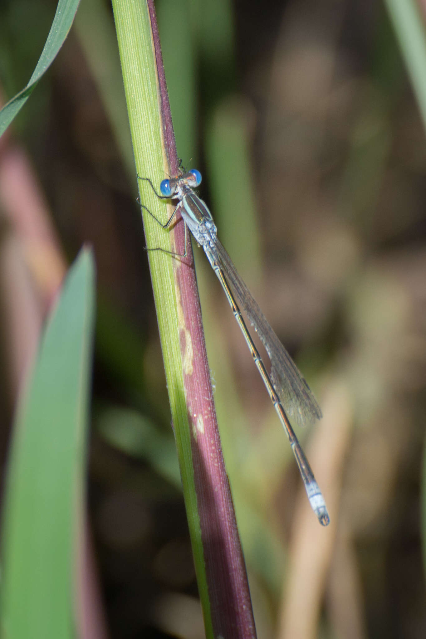 Image of Plateau Spreadwing