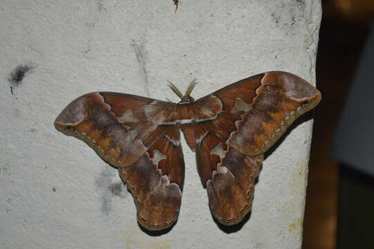 Image of Orizaba Silkmoth