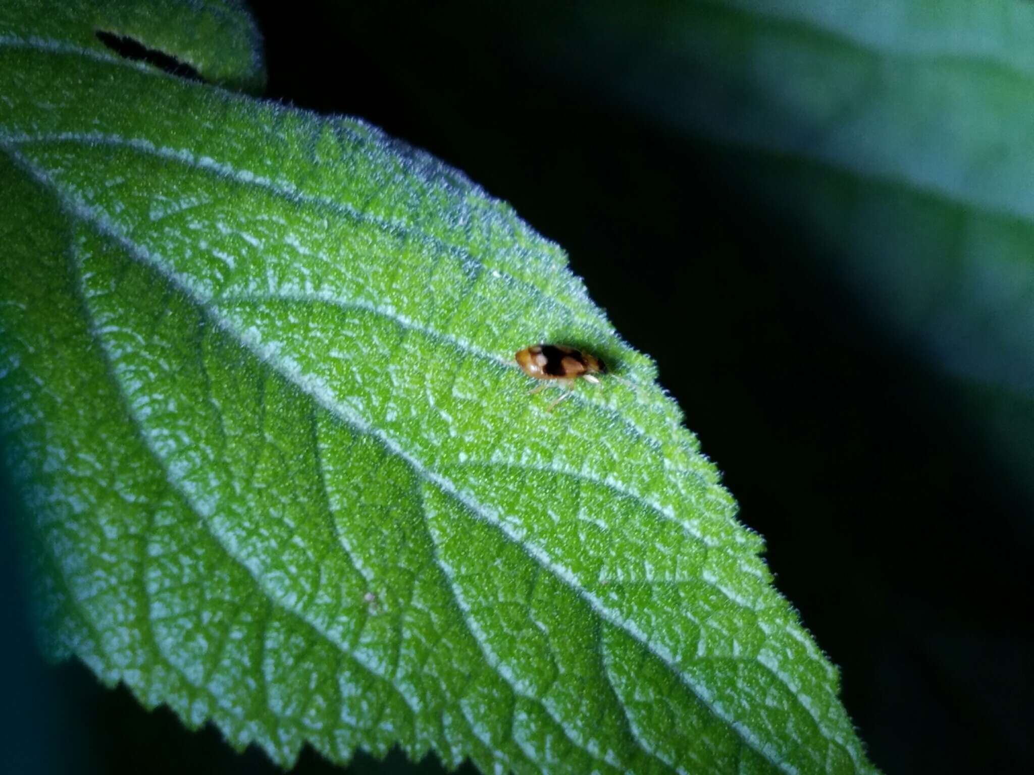 Image of Lebia (Lebia) lobulata Le Conte 1863