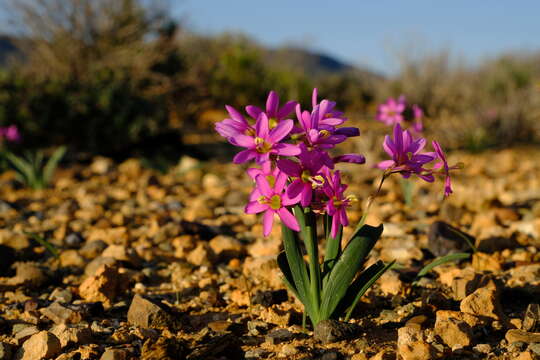 Image of Ixia parva Goldblatt & J. C. Manning