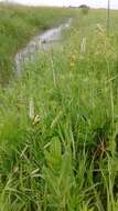 Image of prairie milkweed