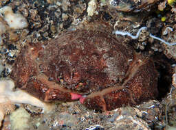 Image of Linnaeus's sponge crab