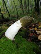 Image of Stinkhorn