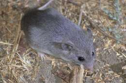 Image of Pouched Mice