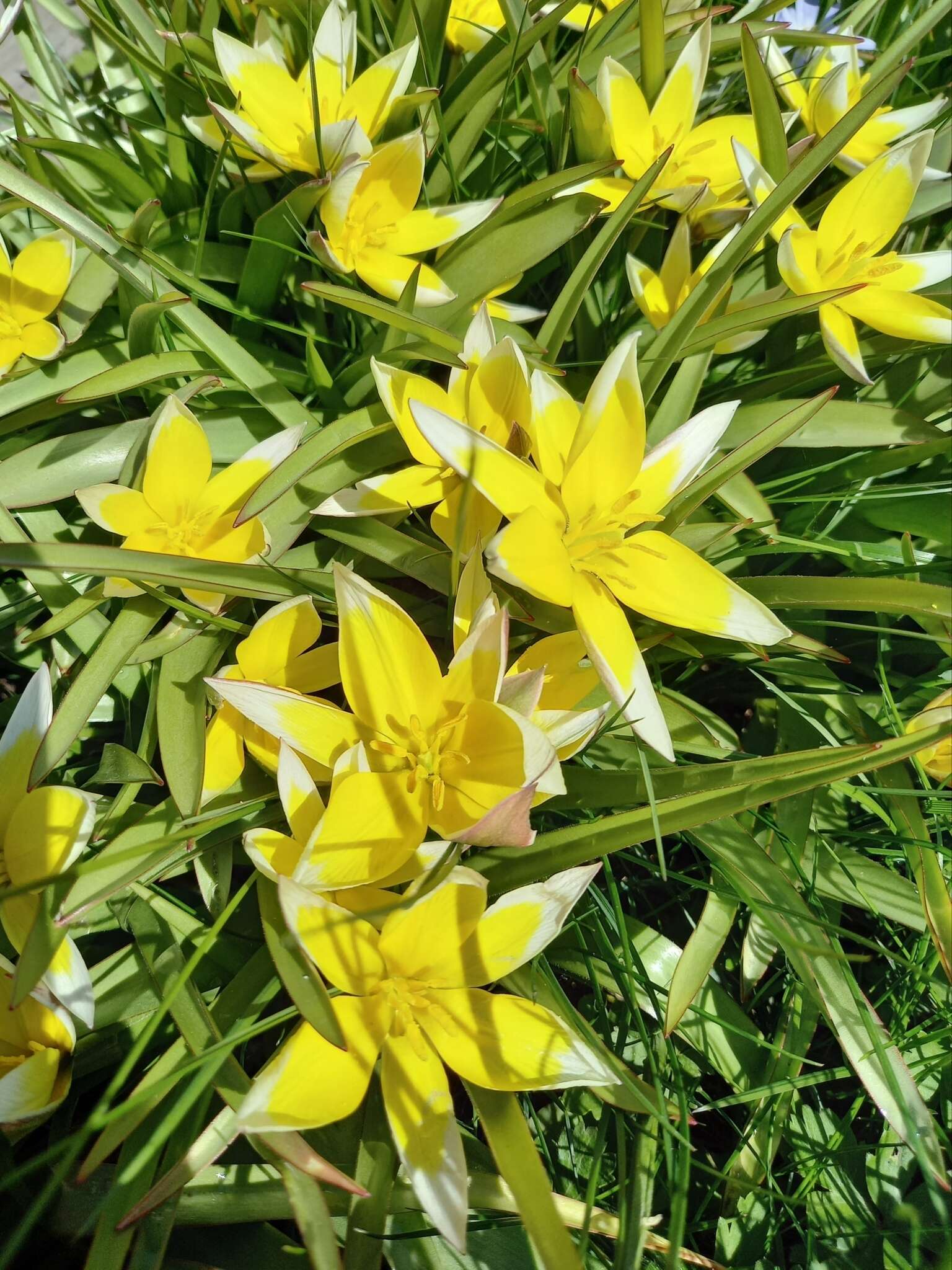 Image of Tulipa urumiensis Stapf