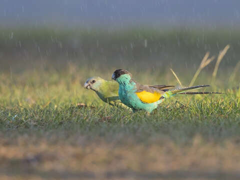 Image of Hooded Parrot