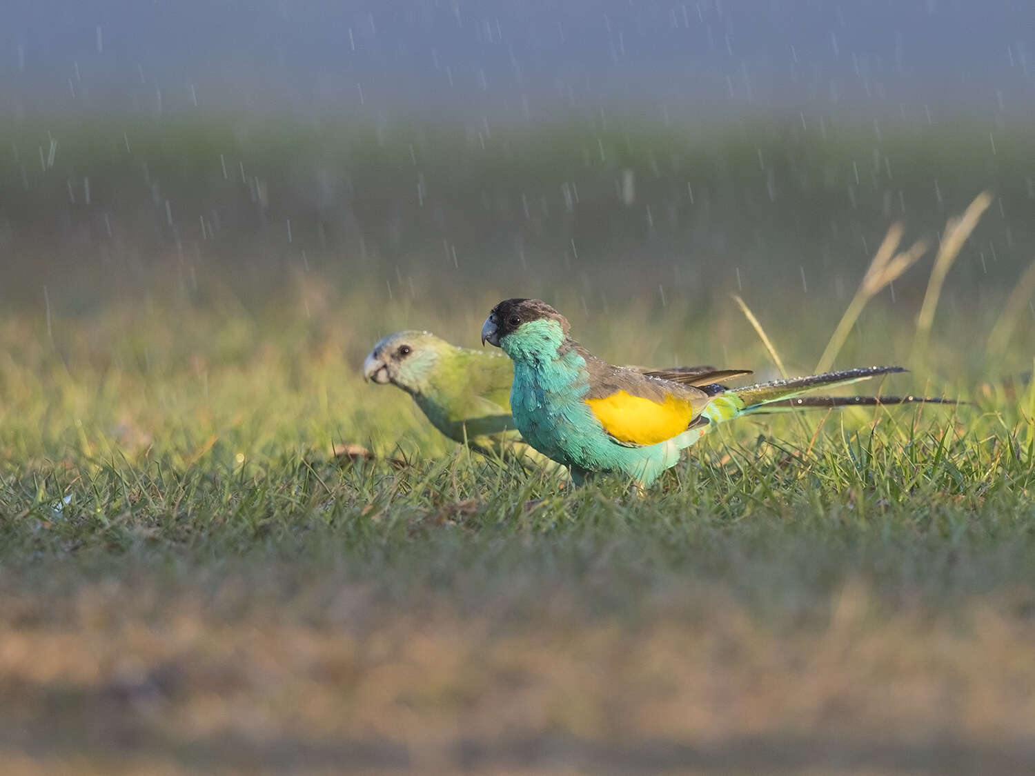 Image of Hooded Parrot