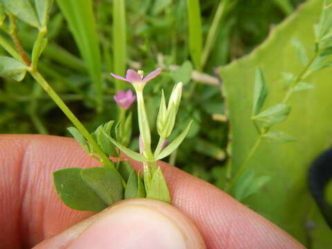 Image of branched centaury