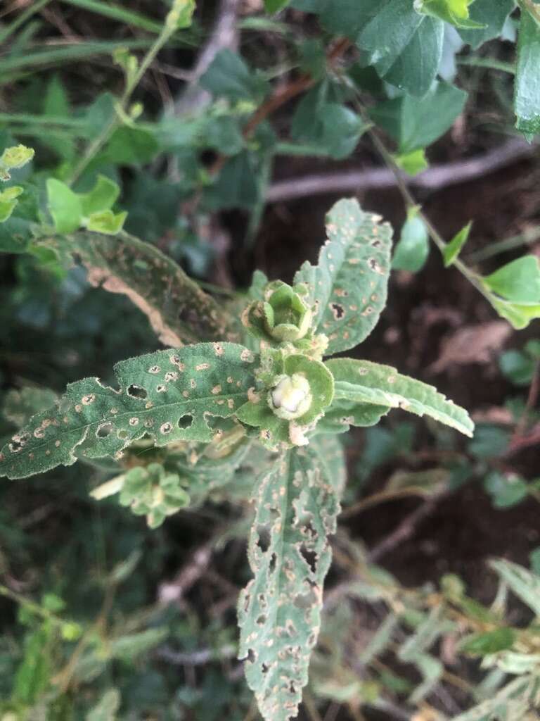 Image of Hill hibiscus