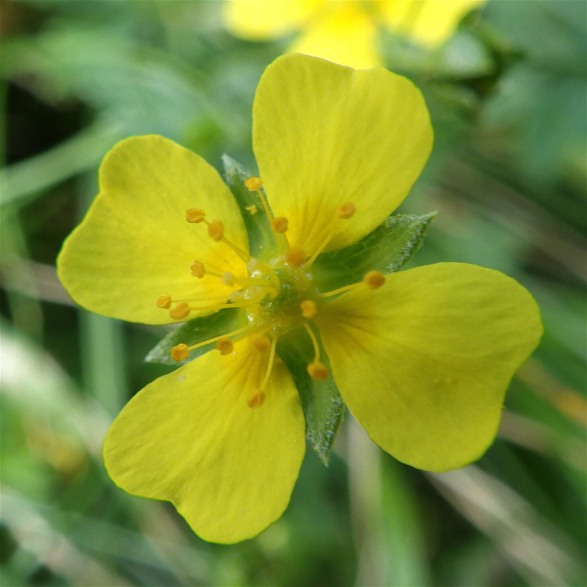 Image of English cinquefoil