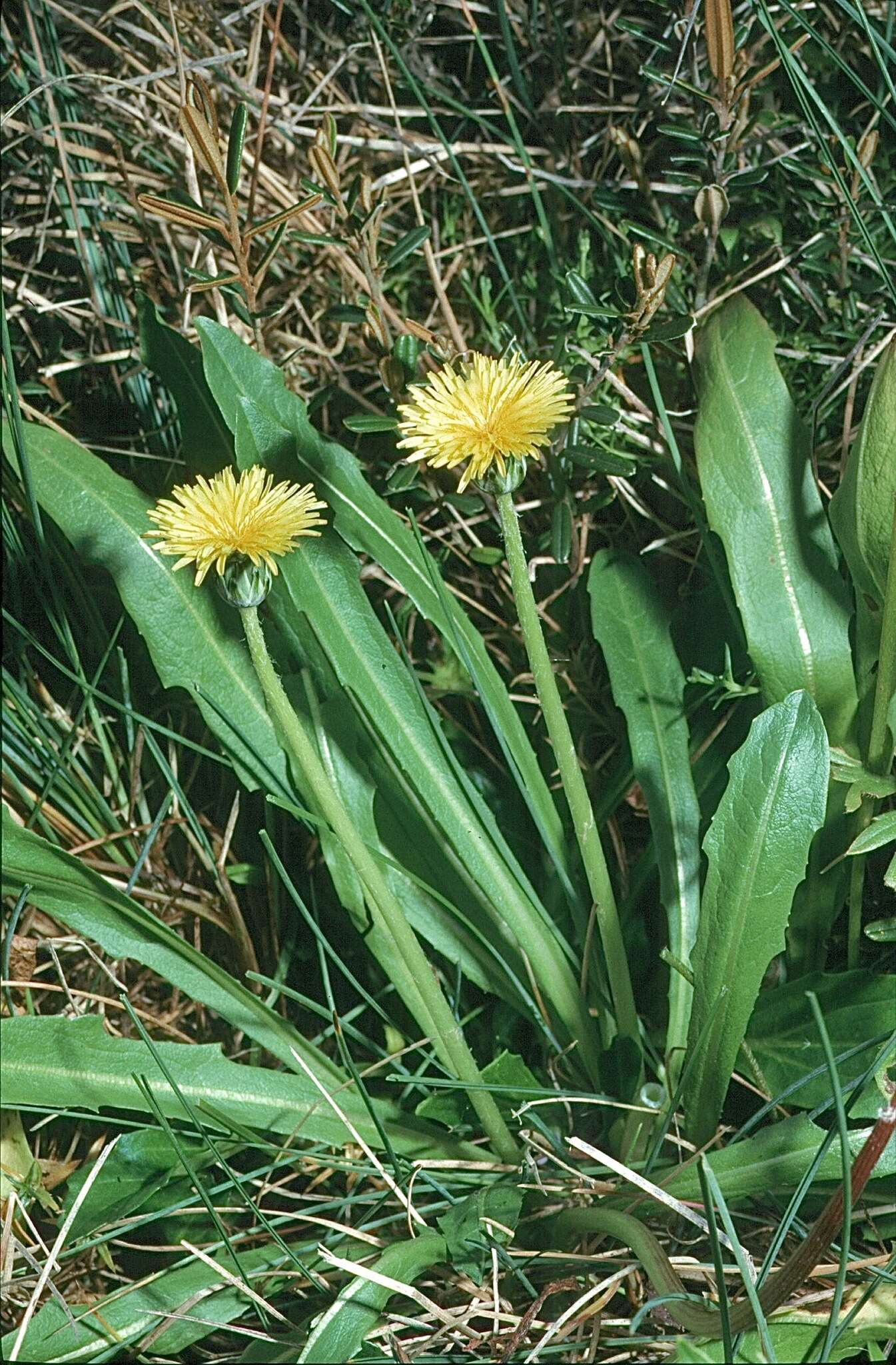 Слика од Taraxacum aristum Hagl. & G. Markl.