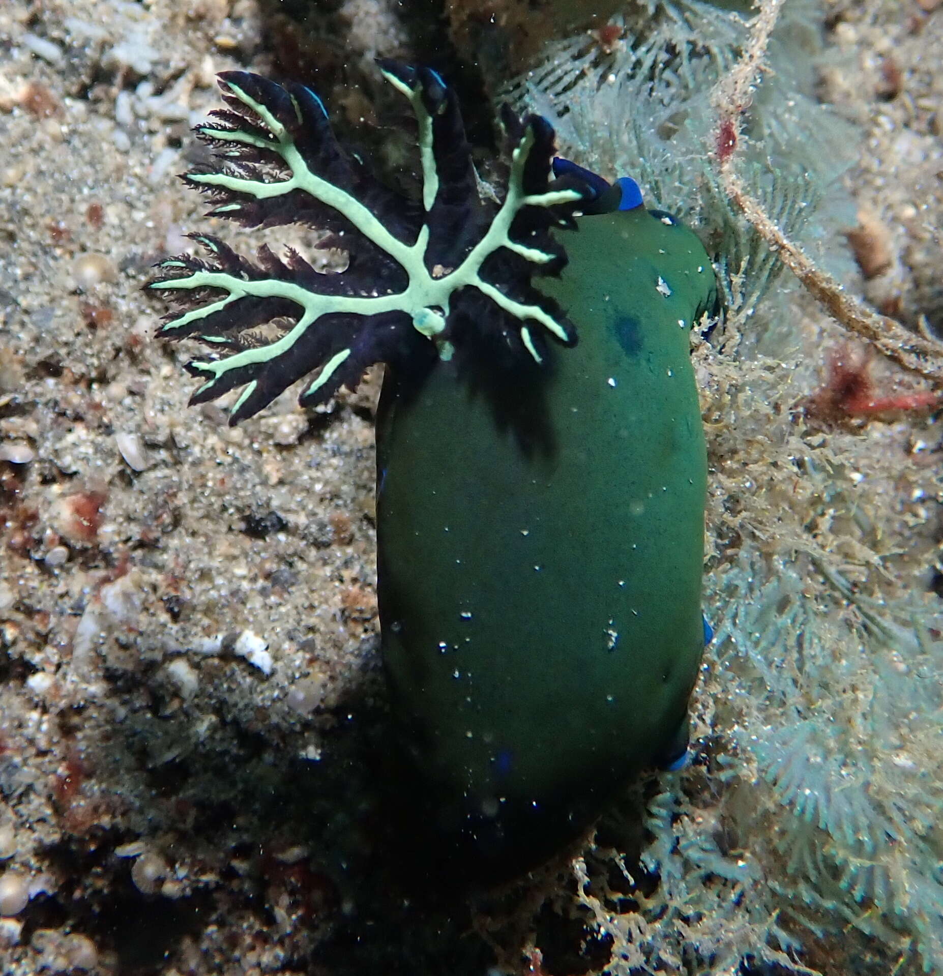 Image of Morose black and blue slug