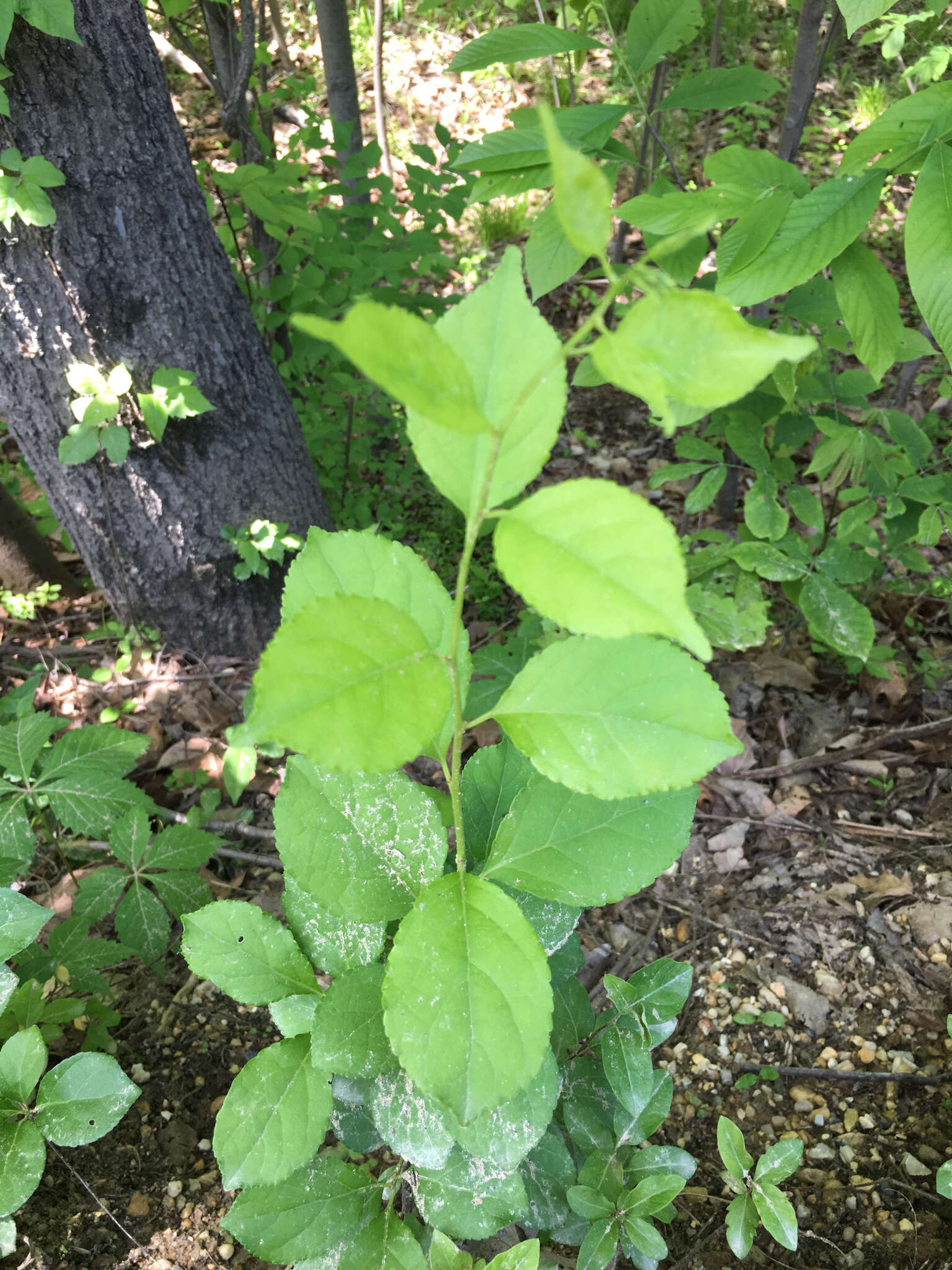 Image of Oriental bittersweet