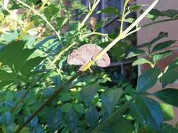 Image of Dhlinza Dwarf Chameleon