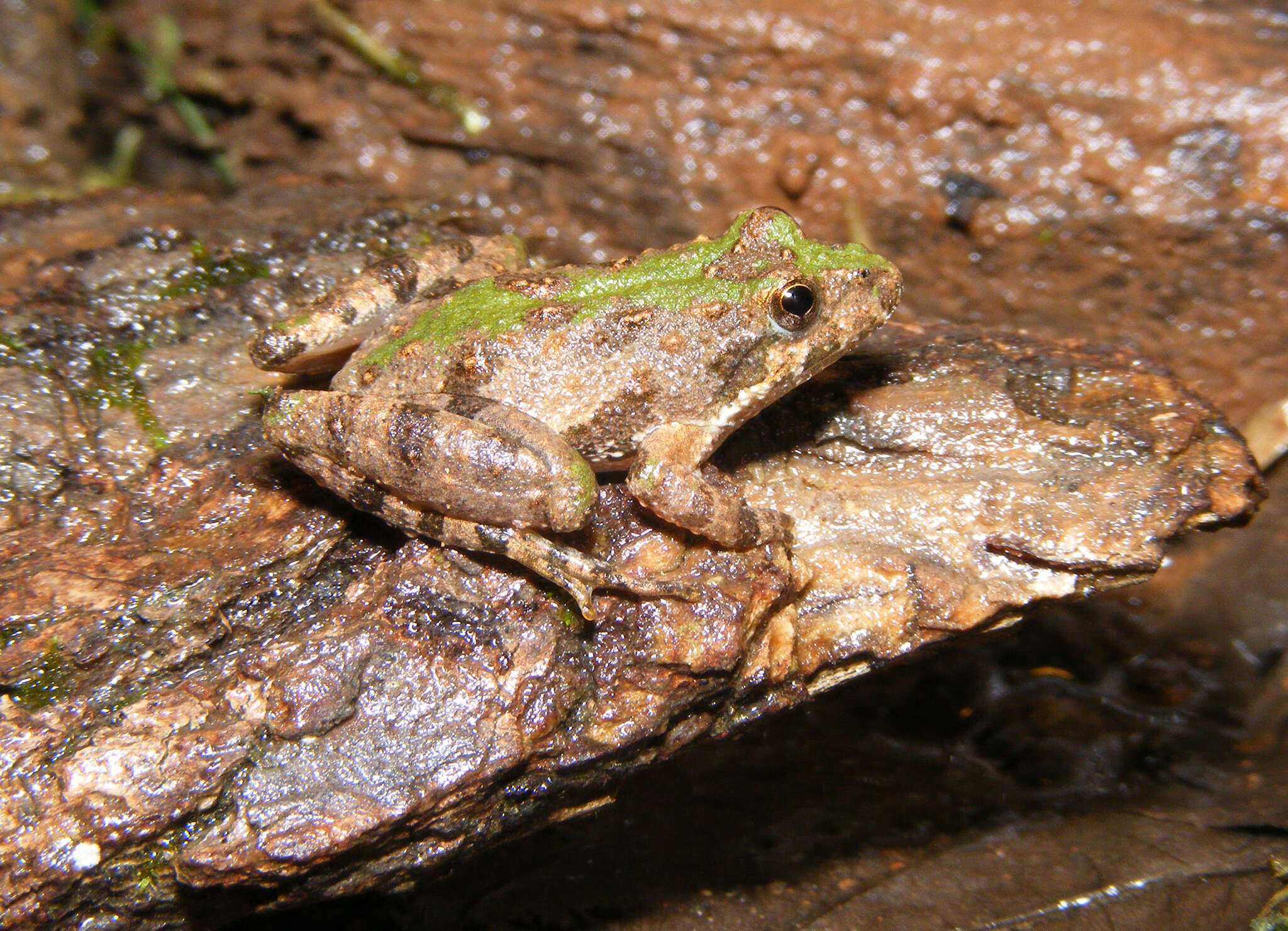 Image of Northern Cricket Frog