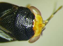 Image of Geocoris (Piocoris) erythrocephala (Lepelitier & Serville 1825)