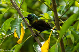 Image of Bronze Sunbird