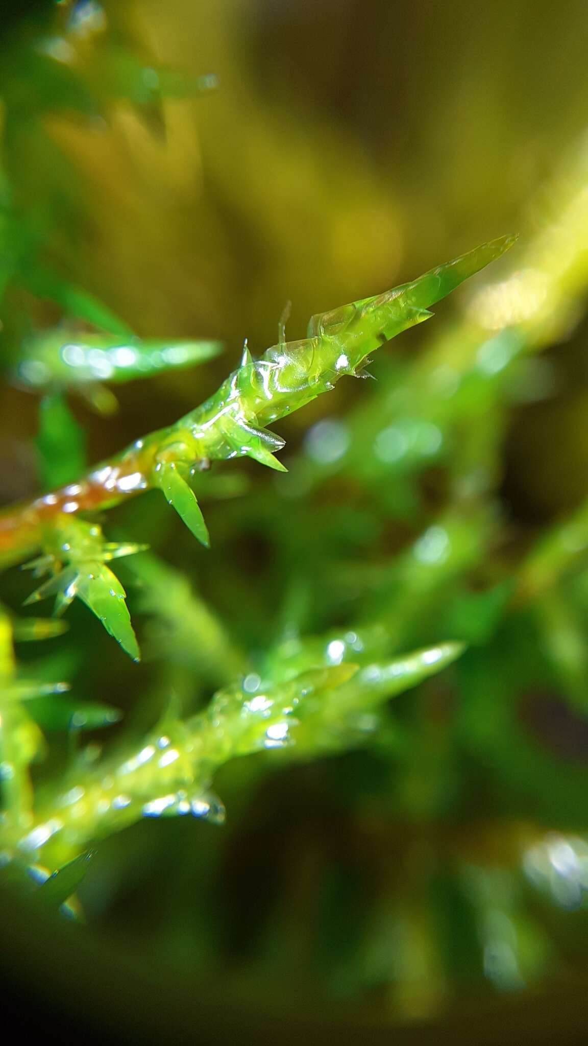 Image of calliergonella moss