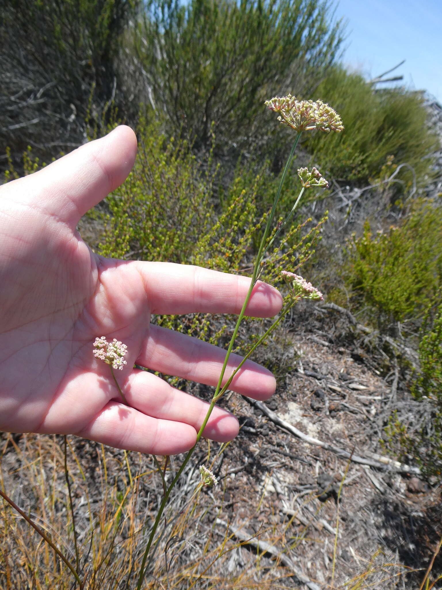 صورة Itasina filifolia (Thunb.) Raf.