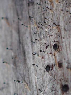 Image of mycocalicium lichen