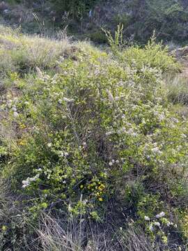 Image of Spiraea aquilegifolia Pall.