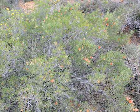 Image of <i>Lambertia <i>multiflora</i></i> var. multiflora