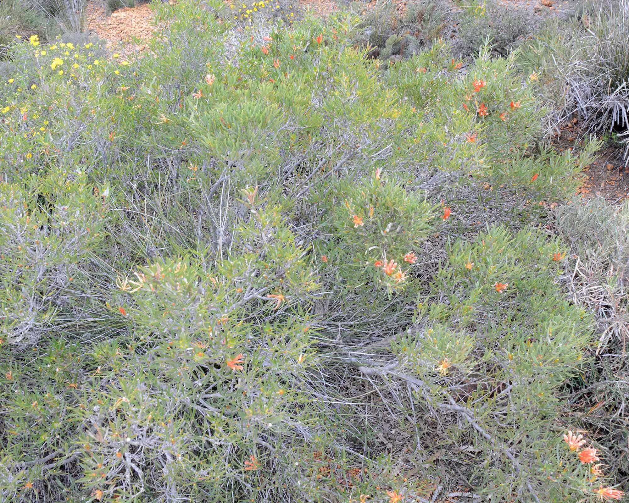 Image of <i>Lambertia <i>multiflora</i></i> var. multiflora