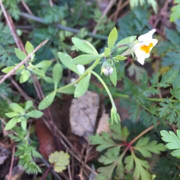 Image de Linaria reflexa (L.) Desf.