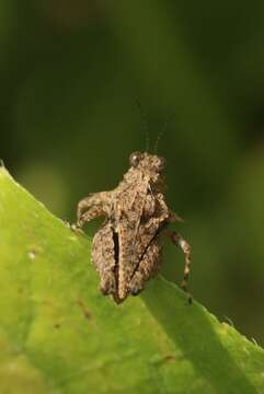 Image of Thoradonta bengalensis Shishodia 1991