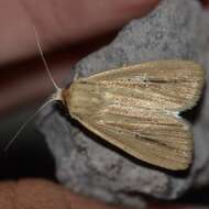 Image of Cutworm