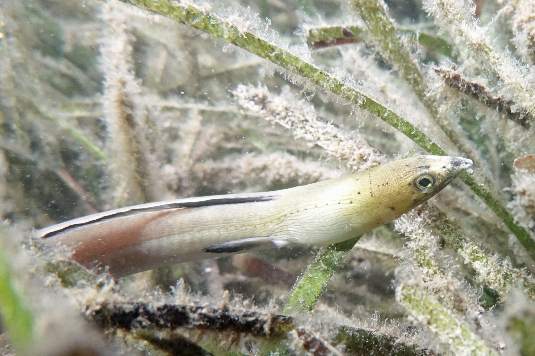 Image of Highfin snake eel