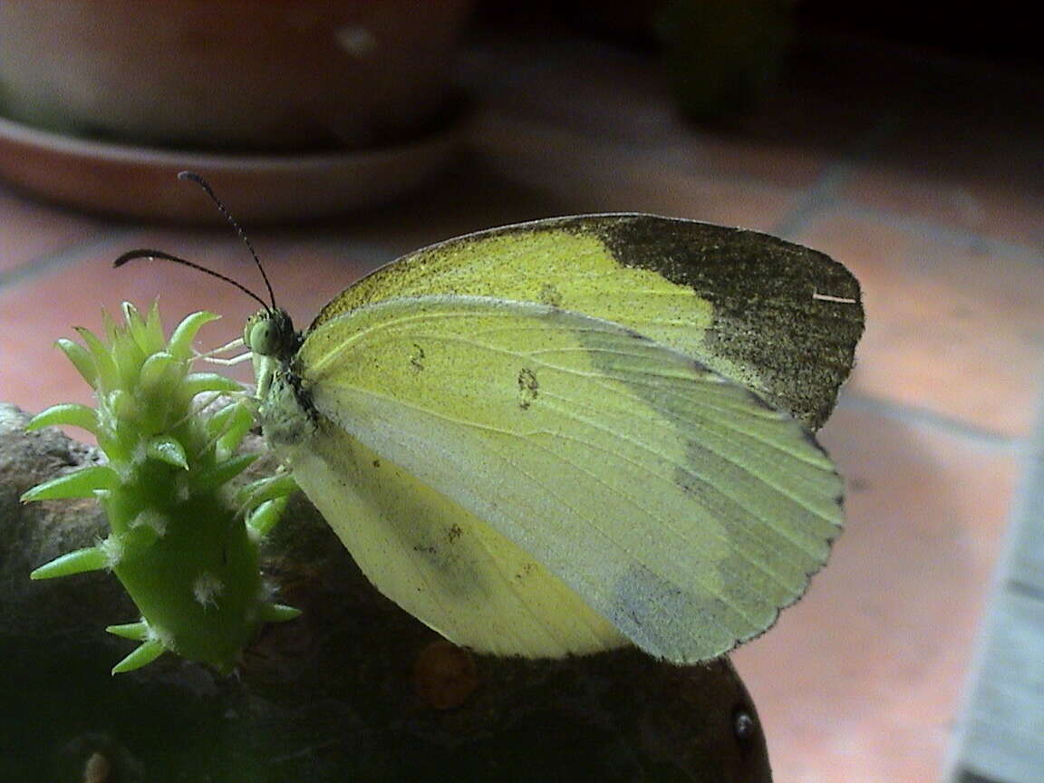 Image of Eurema lacteola (Distant 1886)