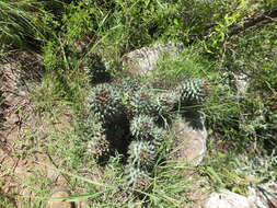 Image of Coryphantha octacantha (DC.) Britton & Rose