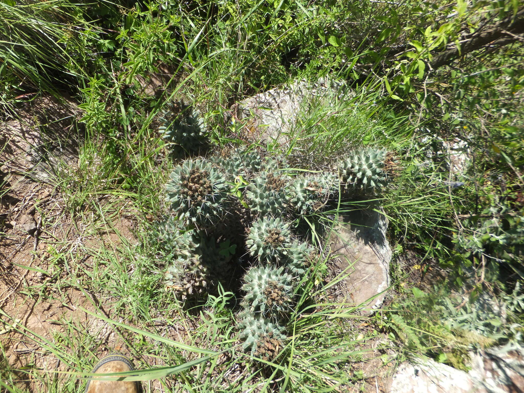 Image of Coryphantha octacantha (DC.) Britton & Rose