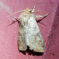 Image of Orthosia rubescens Walker 1865