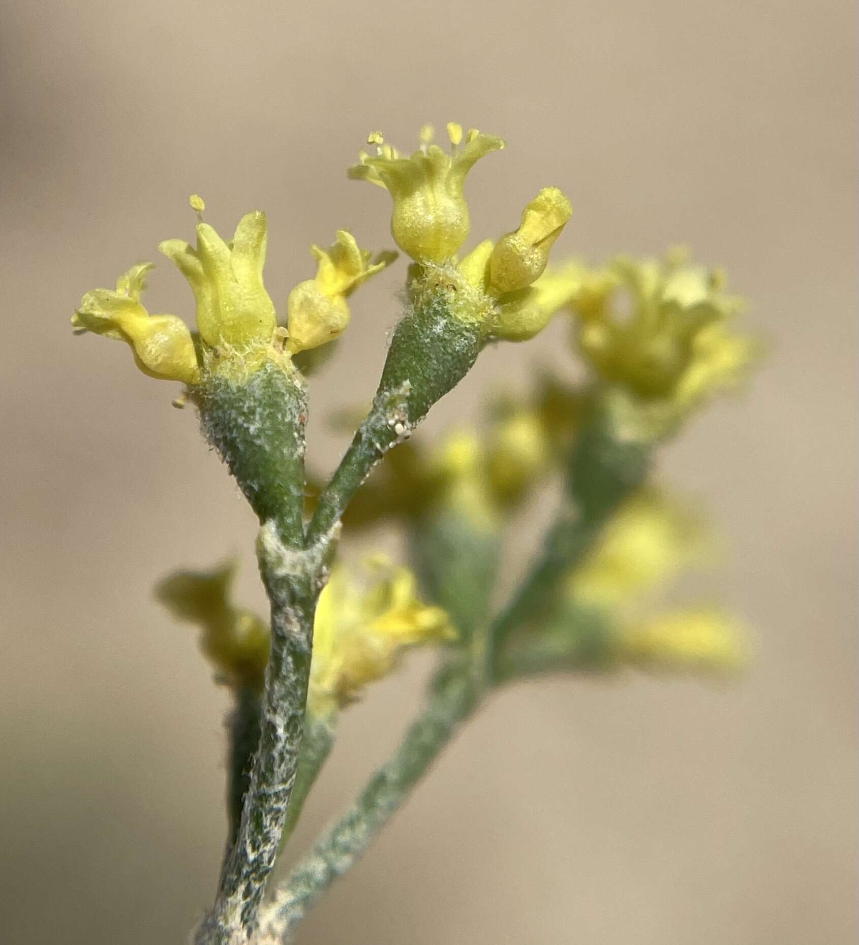 Imagem de Eriogonum contortum Small