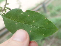 Plancia ëd Vassobia breviflora (Sendtn.) A. T. Hunziker