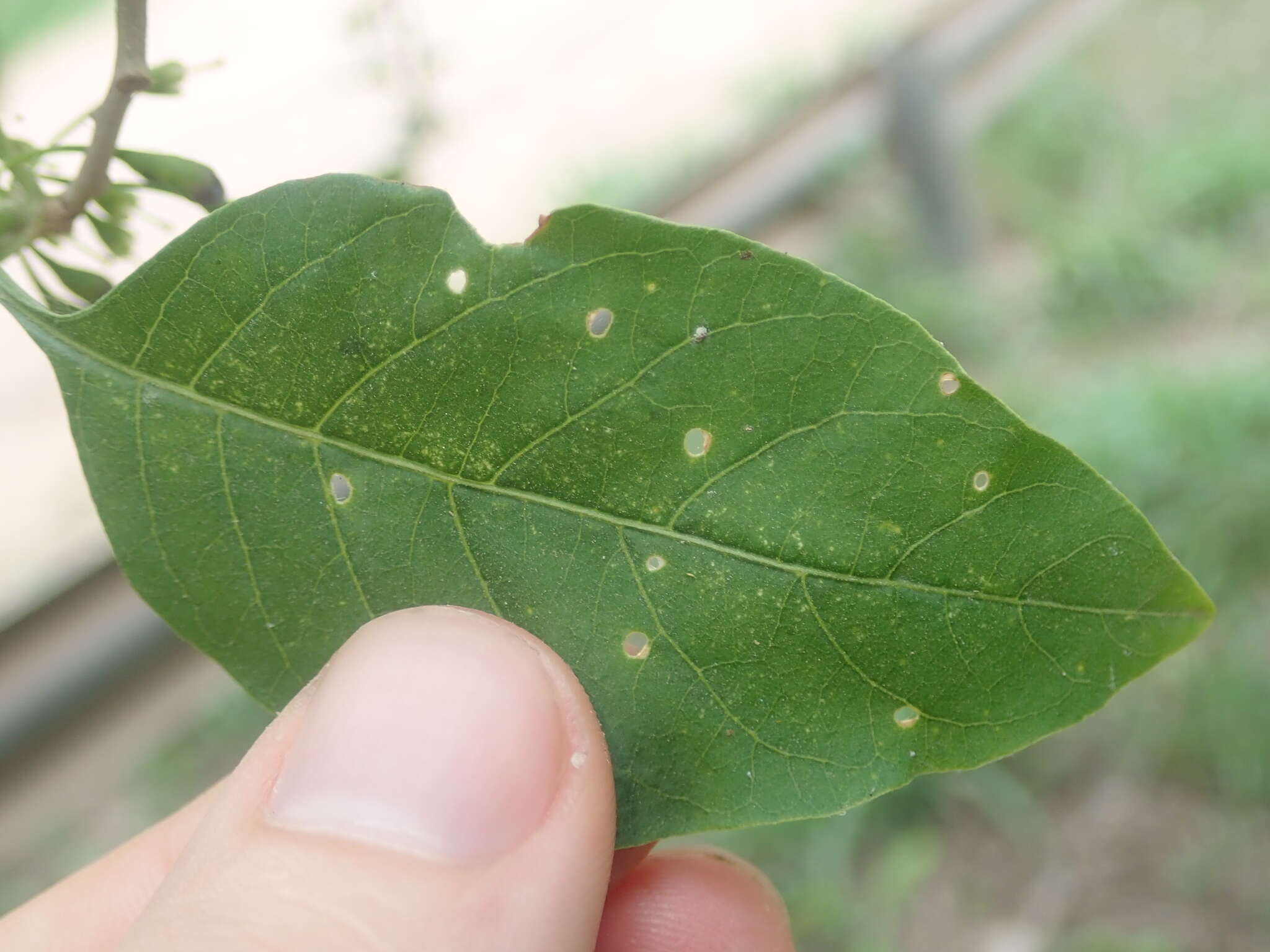 Plancia ëd Vassobia breviflora (Sendtn.) A. T. Hunziker