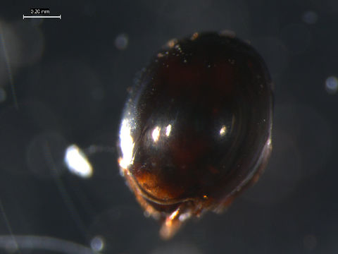 Image of <i>Euzetes globulus</i> (Nicolet 1855)
