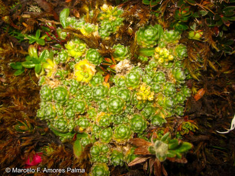 Image of Draba aretioides Kunth